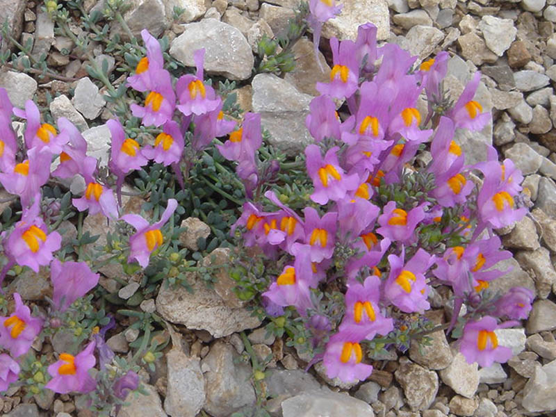 Linaria alpina ssp filicaulis photo